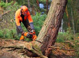 Why Choose Our Tree Removal Services in Merchantville, NJ?